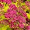 Gold Flame Spirea - 3 Gallon Pot