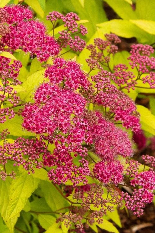 Gold Flame Spirea - 3 Gallon Pot 1 Gold Flame Spirea - 3 Gallon Pot