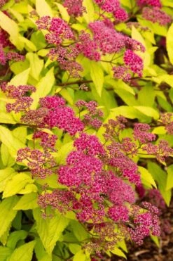 Gold Flame Spirea - 3 Gallon Pot 12 Gold Flame Spirea - 3 Gallon Pot -Cheap US Topiary Plant Store spirea bumalda gold flame 2