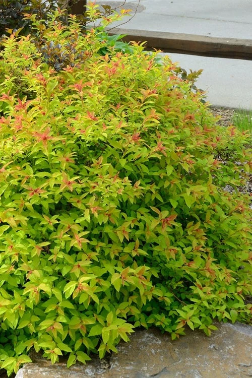 Gold Flame Spirea - 3 Gallon Pot 5 Gold Flame Spirea - 3 Gallon Pot - Image 5