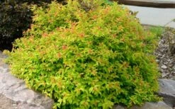Gold Flame Spirea - 3 Gallon Pot 13 Gold Flame Spirea - 3 Gallon Pot -Cheap US Topiary Plant Store spirea bumalda gold flame 4