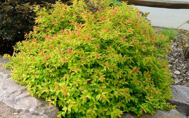 Gold Flame Spirea - 3 Gallon Pot 7 Gold Flame Spirea - 3 Gallon Pot - Image 7