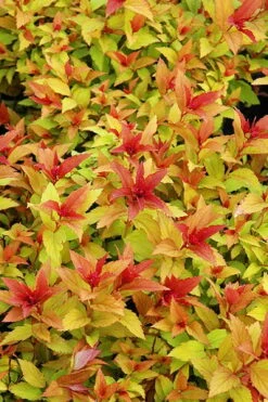 Gold Flame Spirea - 3 Gallon Pot 10 Gold Flame Spirea - 3 Gallon Pot -Cheap US Topiary Plant Store spirea bumalda gold flame 6