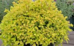 Gold Mound Spirea - 3 Gallon Pot 17 Gold Mound Spirea - 3 Gallon Pot -Cheap US Topiary Plant Store spirea japonica gold mound 11
