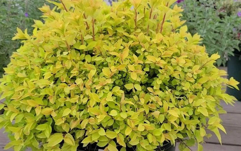 Gold Mound Spirea - 3 Gallon Pot 9 Gold Mound Spirea - 3 Gallon Pot - Image 9