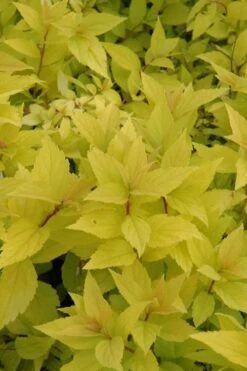 Gold Mound Spirea - 3 Gallon Pot 12 Gold Mound Spirea - 3 Gallon Pot -Cheap US Topiary Plant Store spirea japonica gold mound 12