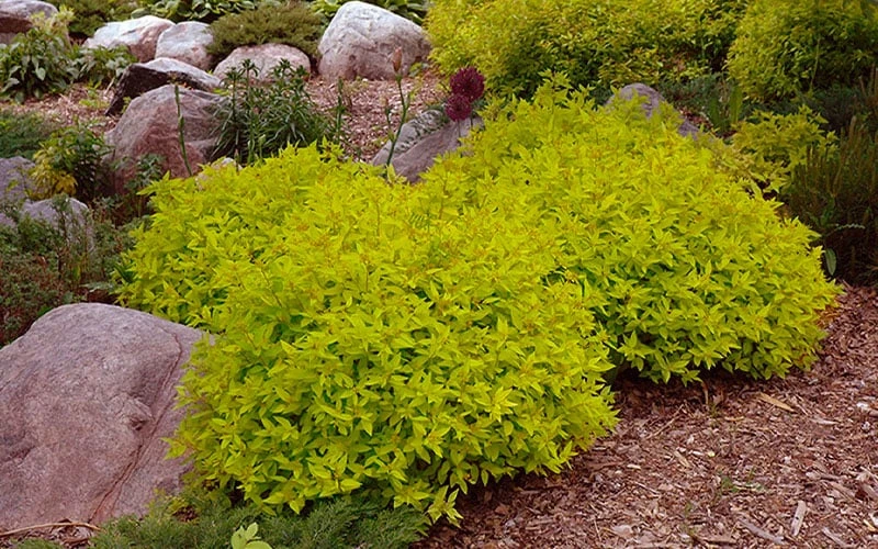 Gold Mound Spirea - 3 Gallon Pot 8 Gold Mound Spirea - 3 Gallon Pot - Image 8