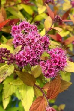 Rainbow Fizz Spirea - 3 Gallon Pot -Cheap US Topiary Plant Store spirea rainbow fizz 1 1