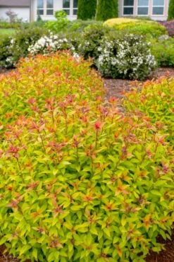 Rainbow Fizz Spirea - 3 Gallon Pot -Cheap US Topiary Plant Store spirea rainbow fizz 2 1