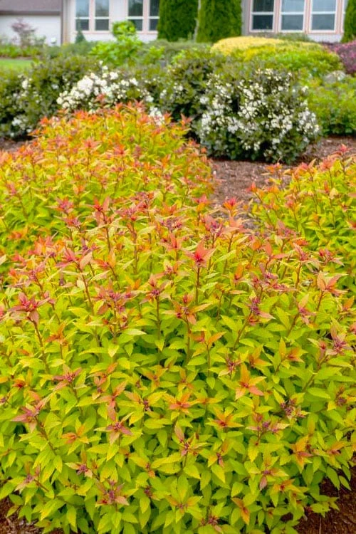 Rainbow Fizz Spirea - 1 Gallon Pot 4 Rainbow Fizz Spirea - 1 Gallon Pot - Image 4