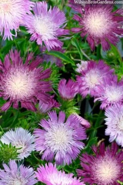 Color Wheel Stokesia (Stokes Aster) - 5 Pack Of Quart Pots -Cheap US Topiary Plant Store stokesia laevis colorwheel stokes aster 2
