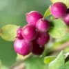 Chenault Coralberry Bush (Symphoricarpos X Chenaultii 'Hancock') - 1 Gallon Pot