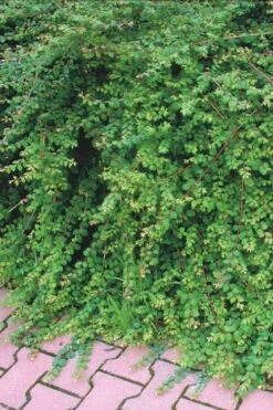 Chenault Coralberry Bush (Symphoricarpos X Chenaultii 'Hancock') - 1 Gallon Pot -Cheap US Topiary Plant Store symphoricarpos chenaultii hancock coralberry 7