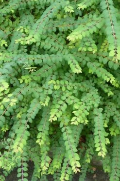 Chenault Coralberry Bush (Symphoricarpos X Chenaultii 'Hancock') - 1 Gallon Pot -Cheap US Topiary Plant Store symphoricarpos chenaultii hancock coralberry 8