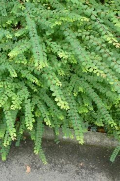 Chenault Coralberry Bush (Symphoricarpos X Chenaultii 'Hancock') - 1 Gallon Pot -Cheap US Topiary Plant Store symphoricarpos chenaultii hancock coralberry 9