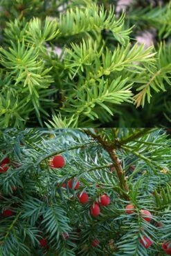 Spreading English Yew (Taxus Baccata 'Repandens) - 1 Gallon Pot -Cheap US Topiary Plant Store taxus baccata repandens speading english yew 10 1