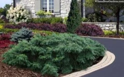 Spreading English Yew (Taxus Baccata 'Repandens) - 3 Gallon Pot -Cheap US Topiary Plant Store taxus baccata repandens speading english yew 2