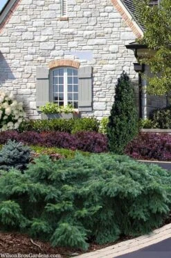 Spreading English Yew (Taxus Baccata 'Repandens) - 1 Gallon Pot