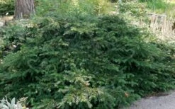 Spreading English Yew (Taxus Baccata 'Repandens) - 3 Gallon Pot -Cheap US Topiary Plant Store taxus baccata repandens speading english yew 6