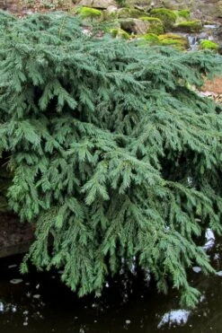 Spreading English Yew (Taxus Baccata 'Repandens) - 1 Gallon Pot -Cheap US Topiary Plant Store taxus baccata repandens speading english yew 8 1