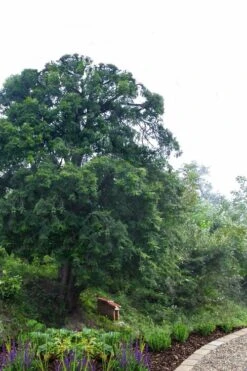 Chinese Yew Tree (Taxus Chinensis) - 3 Gallon Pot -Cheap US Topiary Plant Store taxus chinensis chinese yew 2