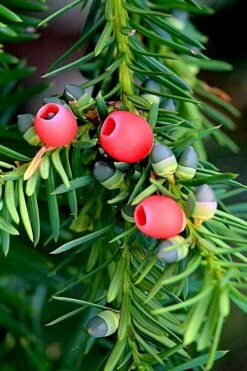 Chinese Yew Tree (Taxus Chinensis) - 3 Gallon Pot -Cheap US Topiary Plant Store taxus chinensis chinese yew tree 2