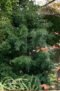 Chinese Yew Tree (Taxus Chinensis) - 3 Gallon Pot -Cheap US Topiary Plant Store taxus chinensis chinese yew tree 3