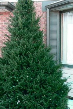Capitata Upright Yew (Taxus Cuspidata) - 6 Gallon Pot -Cheap US Topiary Plant Store taxus cuspidata capitata upright japanese yew 1