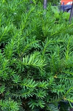 Capitata Upright Yew (Taxus Cuspidata) - 6 Gallon Pot -Cheap US Topiary Plant Store taxus cuspidata capitata upright japanese yew 3