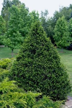 Capitata Upright Yew (Taxus Cuspidata) - 6 Gallon Pot -Cheap US Topiary Plant Store taxus cuspidata capitata upright japanese yew 4