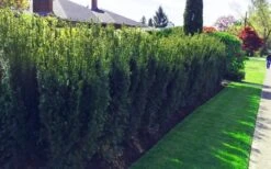 Hicks Columnar Yew (Taxus X Media) - 3 Gallon Pot -Cheap US Topiary Plant Store taxus media hicks yew 3