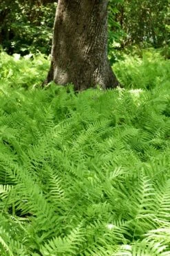 Southern Wood Fern (Thelypteris Kunthii) - 10 Pack Of Quart Pots -Cheap US Topiary Plant Store thelypteris kunthii southern wood fern 110