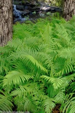 Southern Wood Fern (Thelypteris Kunthii) - 5 Pack Of Quart Pots -Cheap US Topiary Plant Store thelypteris kunthii southern wood fern 112 2
