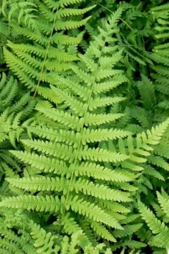 Southern Wood Fern (Thelypteris Kunthii) - 1 Gallon Pot -Cheap US Topiary Plant Store thelypteris kunthii southern wood fern 113 1