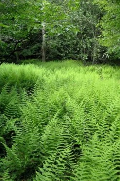Southern Wood Fern (Thelypteris Kunthii) - 1 Gallon Pot -Cheap US Topiary Plant Store thelypteris kunthii southern wood fern 114 1