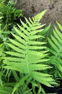 Southern Wood Fern (Thelypteris Kunthii) - 10 Pack Of Quart Pots -Cheap US Topiary Plant Store thelypteris kunthii southern wood fern 115