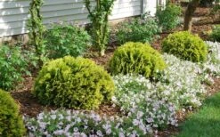 Anna's Magic Ball Arborvitae (Thuja) - 3 Gallon Pot -Cheap US Topiary Plant Store thuja annas magic ball arborvitae 1