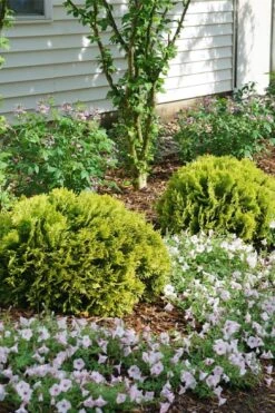 Anna's Magic Ball Arborvitae (Thuja) - 3 Gallon Pot -Cheap US Topiary Plant Store thuja annas magic ball arborvitae 3