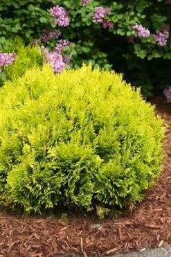 Anna's Magic Ball Arborvitae (Thuja) - 3 Gallon Pot -Cheap US Topiary Plant Store thuja annas magic ball arborvitae 4