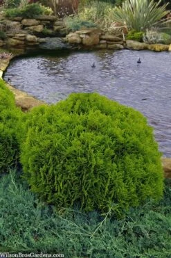 Danica Dwarf Globe Arborvitae - 6 Pack Of 1 Gallon Pots