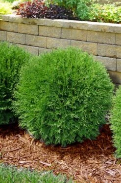 Planet Earth Arborvitae - 3 Gallon Pot -Cheap US Topiary Plant Store thuja occidentalis planet earth arborvitae 4