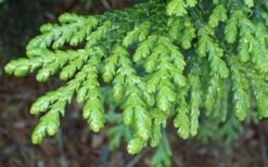 Hiba Arborvitae (Thujopsis Dolabrata) - 3 Gallon Pot -Cheap US Topiary Plant Store thujopsis dolabrata hiba arborvitae 1