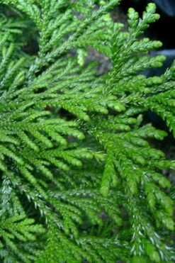 Hiba Arborvitae (Thujopsis Dolabrata) - 3 Gallon Pot -Cheap US Topiary Plant Store thujopsis dolabrata hiba arborvitae 10