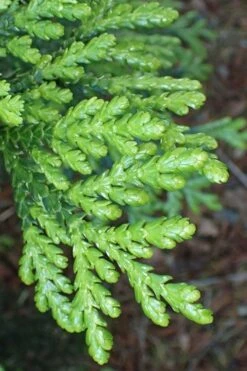 Hiba Arborvitae (Thujopsis Dolabrata) - 3 Gallon Pot -Cheap US Topiary Plant Store thujopsis dolabrata hiba arborvitae 11
