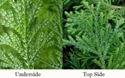 Hiba Arborvitae (Thujopsis Dolabrata) - 3 Gallon Pot -Cheap US Topiary Plant Store thujopsis dolabrata hiba arborvitae 4