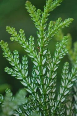 Hiba Arborvitae (Thujopsis Dolabrata) - 3 Gallon Pot -Cheap US Topiary Plant Store thujopsis dolabrata hiba arborvitae 5