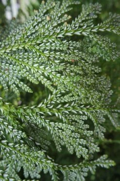 Hiba Arborvitae (Thujopsis Dolabrata) - 3 Gallon Pot -Cheap US Topiary Plant Store thujopsis dolabrata hiba arborvitae 7