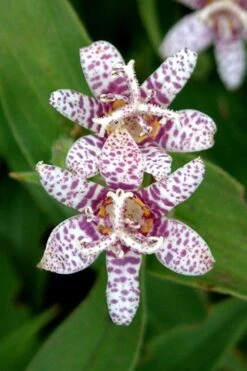 Miyazaki Toad Lily (Tricyrtus Hirta) - 1 Gallon Pot -Cheap US Topiary Plant Store tricyrtis hirta miyazaki toad lily 2