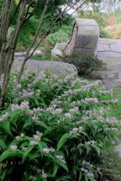 Miyazaki Toad Lily (Tricyrtus Hirta) - 1 Gallon Pot -Cheap US Topiary Plant Store tricyrtis hirta miyazaki toad lily 3