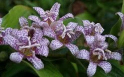 Miyazaki Toad Lily (Tricyrtus Hirta) - 1 Gallon Pot -Cheap US Topiary Plant Store tricyrtis hirta miyazaki toad lily 5